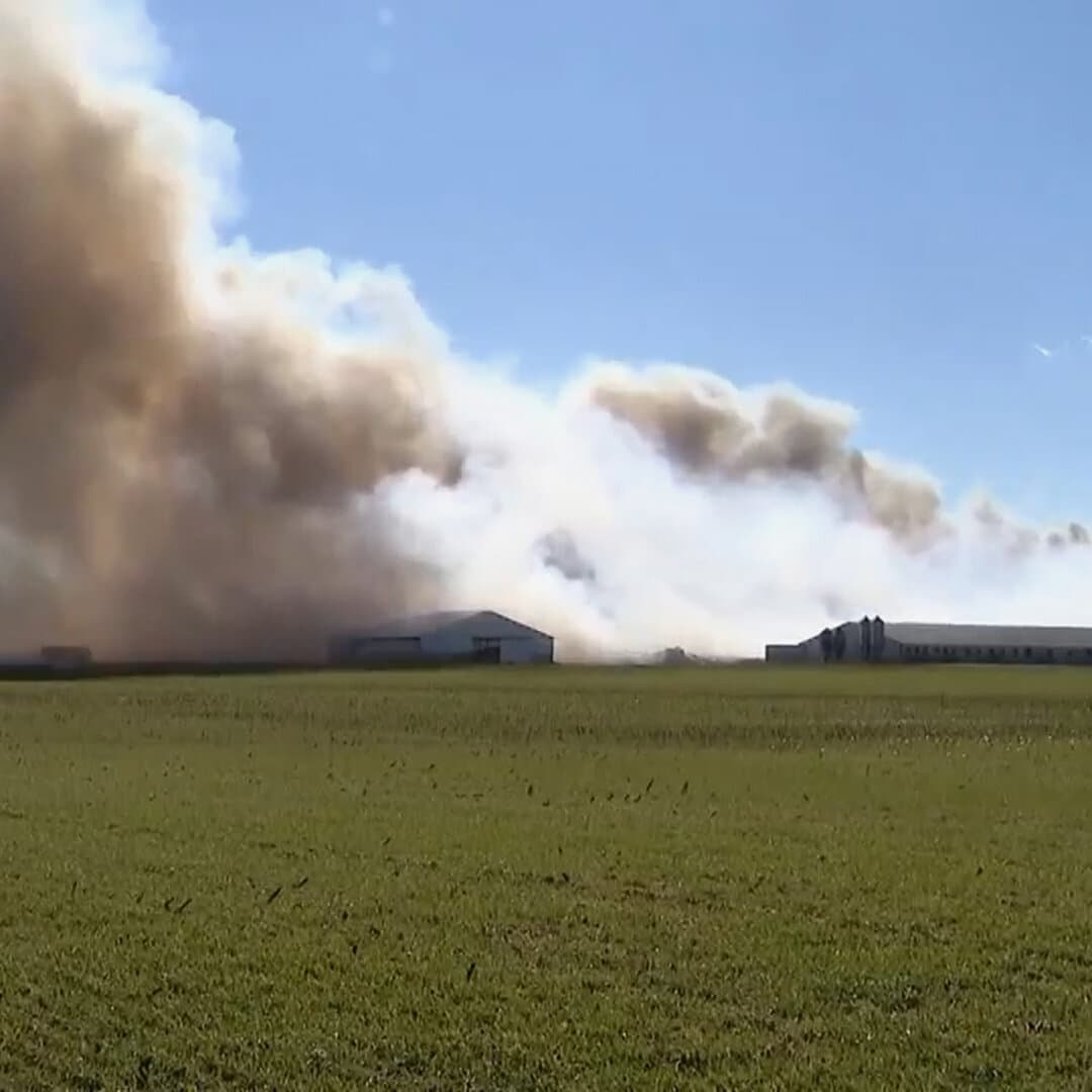 Fine Oak Farms Fire in Ohio Kills 6,000 Hogs