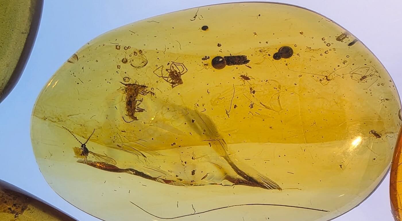 Rare Fossils in Amber Raise Questions About Secret Lives of Cretaceous Insects - Good News Network