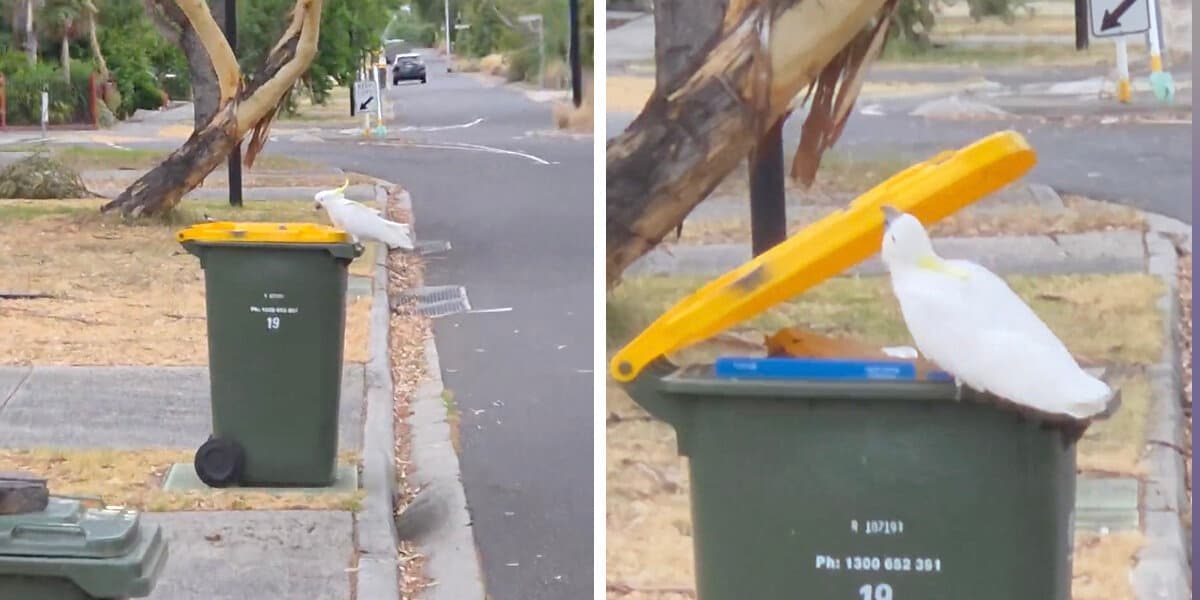 Man Finally Catches Mysterious Litterbug Who's Been Dumping His Trash Every Week - The Dodo