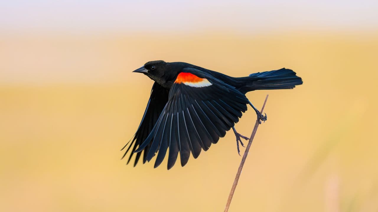 Birds are declining faster and faster in 3 US hotspots, new study finds