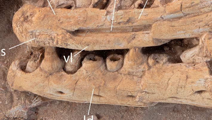 New Giant Mosasaur Species Discovered in Morocco - Sci.News