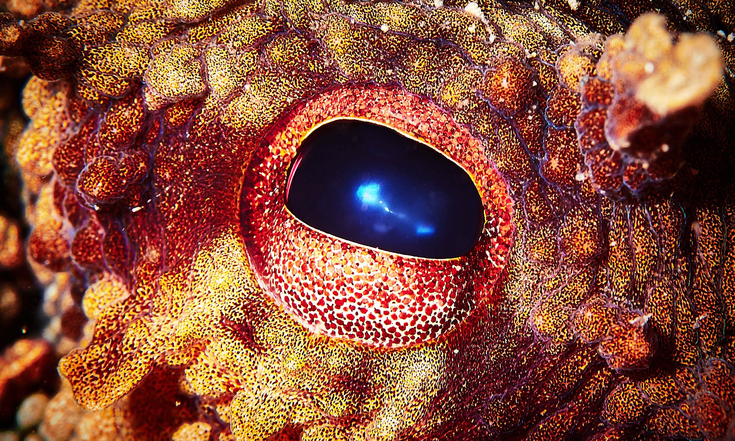 Which animal will replace humans as Earth’s dominant species? Scientists think they know - Earth.com