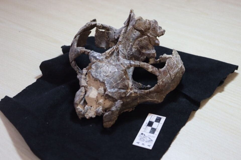 A 236-Million-Year-Old Fossil Suggests Our Ancestors Gave Live Birth 95 Million Years Earlier Than Thought