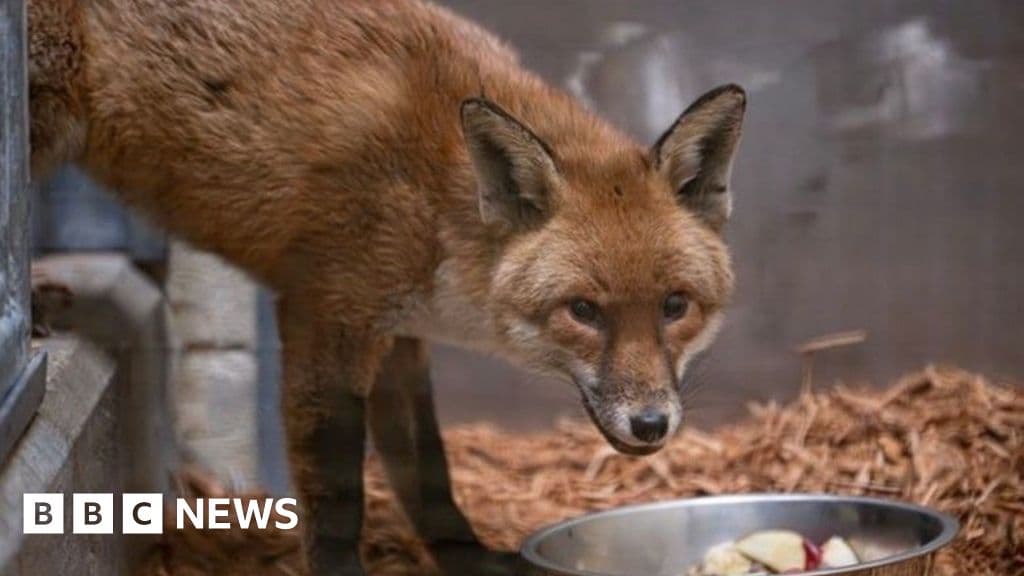 Sly fox sneaks onto cargo ship in Southampton and arrives in New York