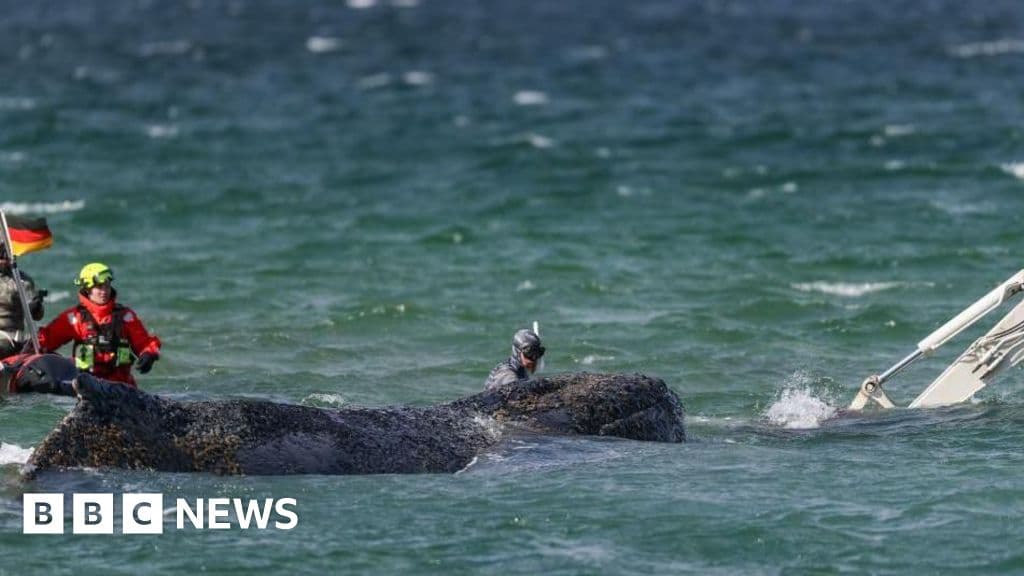 Humpback Whale Stranded in Shallow Waters Off German Coast Sparks Massive Rescue Effort