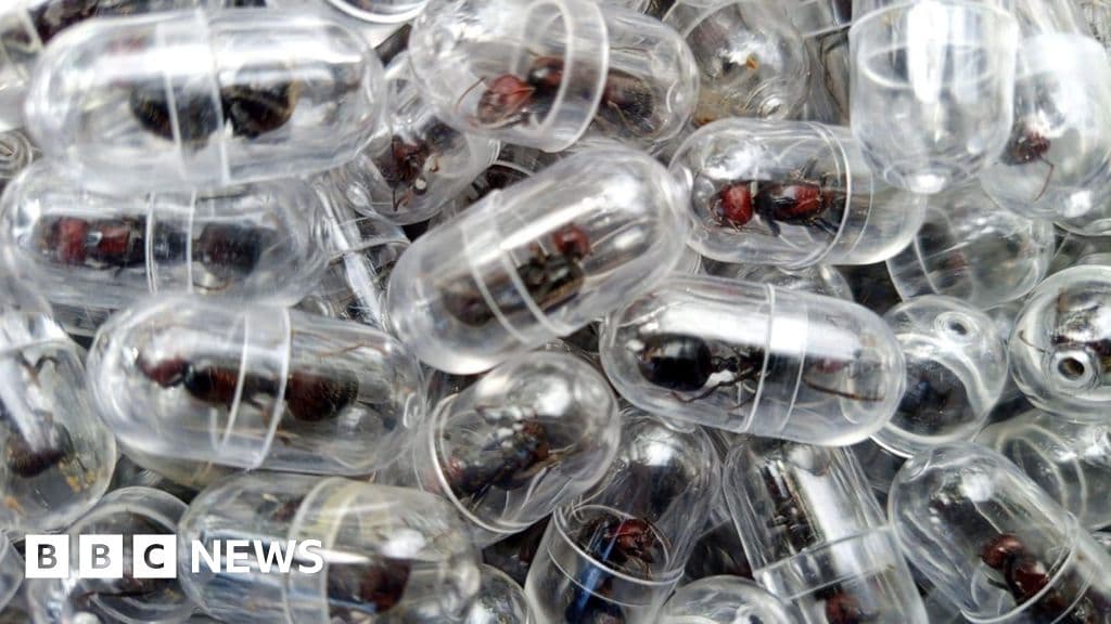 Chinese national arrested over attempt to smuggle 2,000 queen ants from Kenya