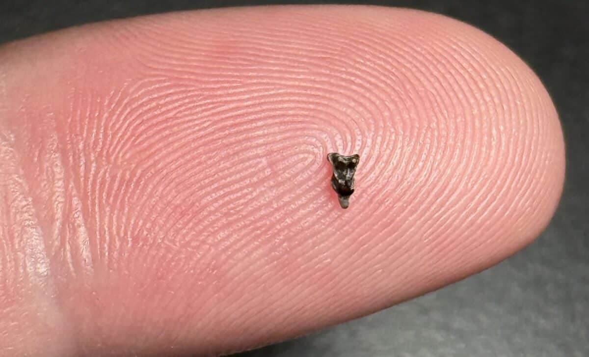 Incredible Fossil Find in Colorado Could Change Primate Timeline