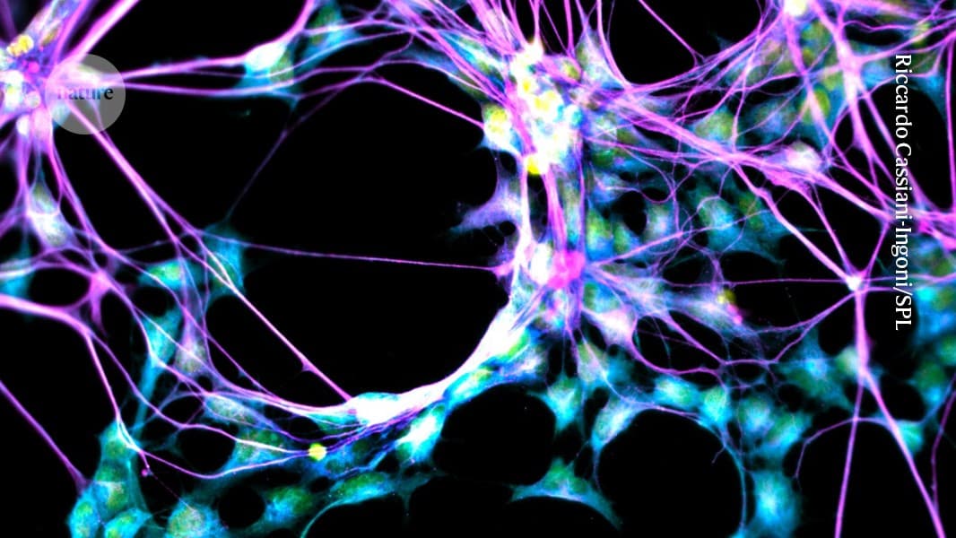 Brains of ‘super agers’ are still strong producers of new neurons - Nature