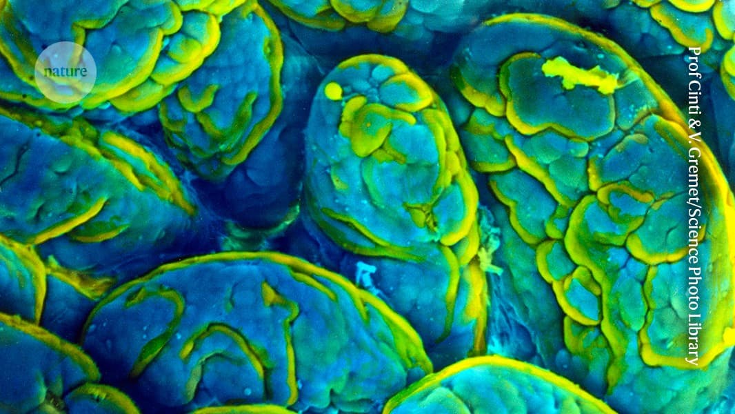 Memory loss is fuelled by gut microbes in ageing mice - Nature