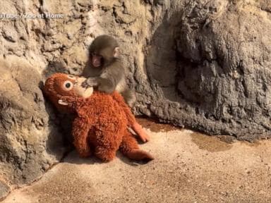 WATCH:  Baby monkey Punch gaining acceptance from peers at Japanese zoo