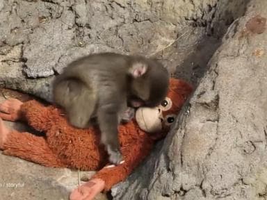 WATCH:  David Muir shares story of Punch, the monkey who found comfort in a toy orangutan