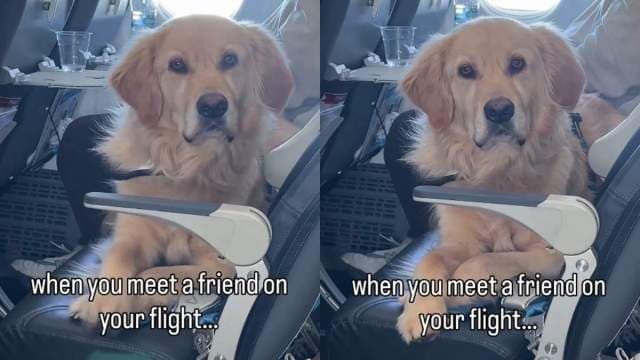 Video Captures a Golden Retriever Meeting a Friend Mid-Flight - Yahoo