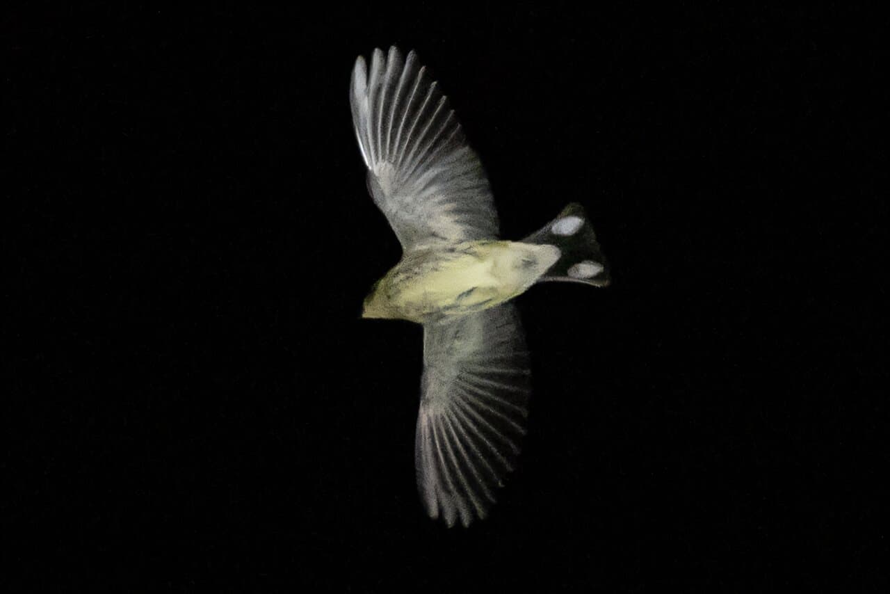 Study reveals new technique to identify individual night-flying birds for the first time - Phys.org