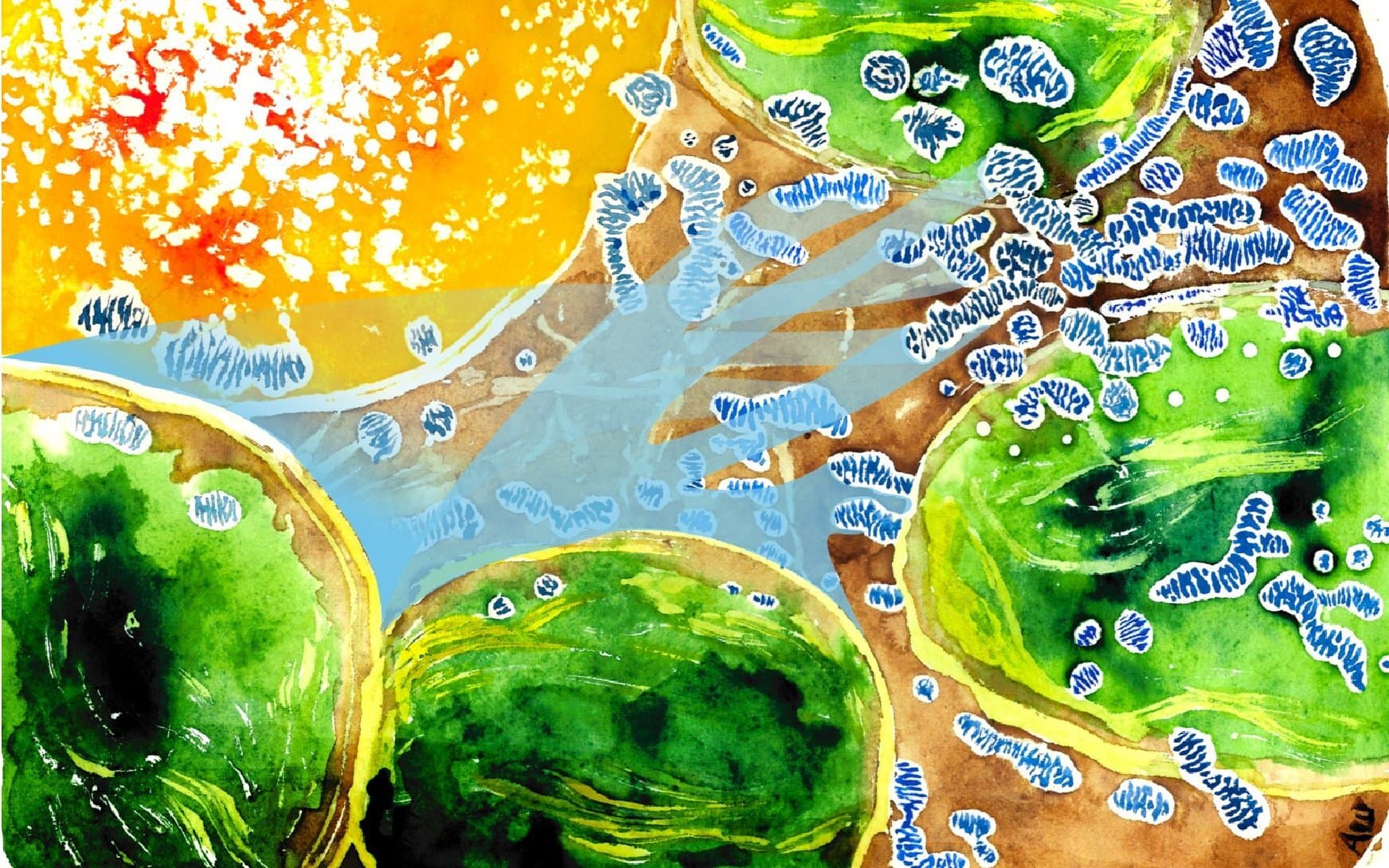 Plant mitochondria actively pull oxygen from chloroplasts, researchers discover - Phys.org