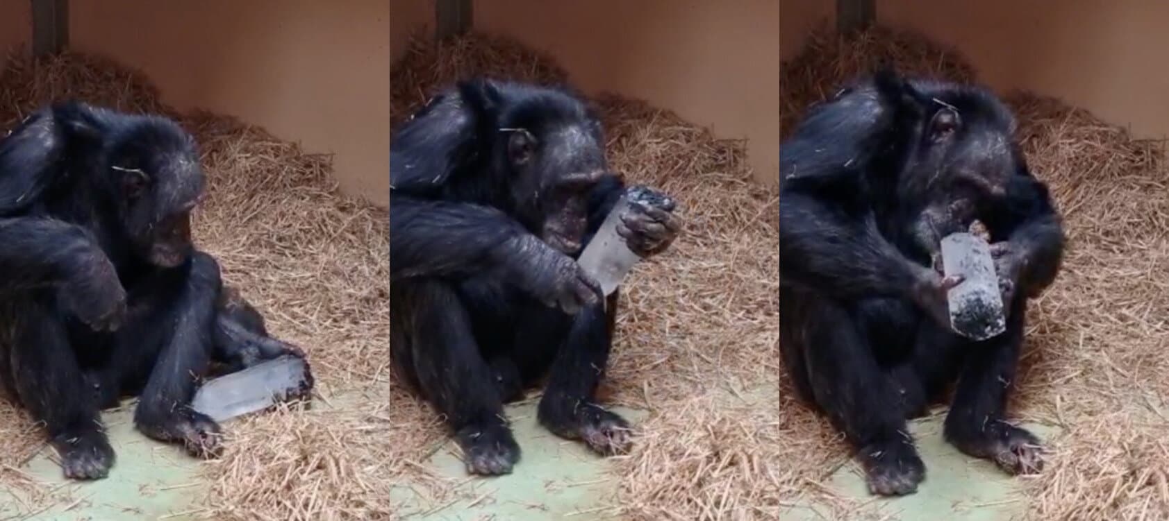 Chimps' love for crystals could help us understand our own ancestors' fascination with these stones - Phys.org
