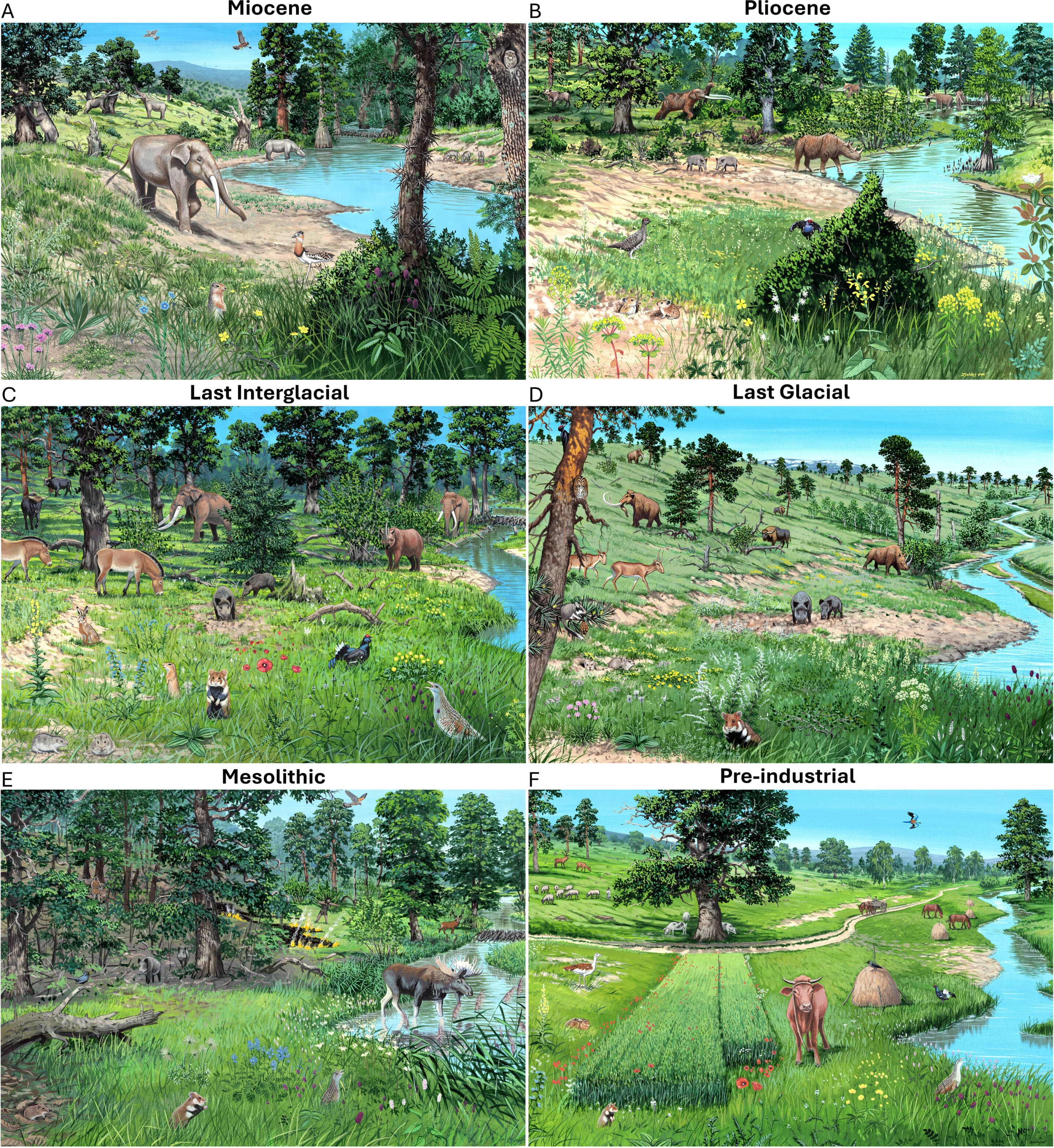 Dense, dark forests in Europe are a modern phenomenon - Phys.org