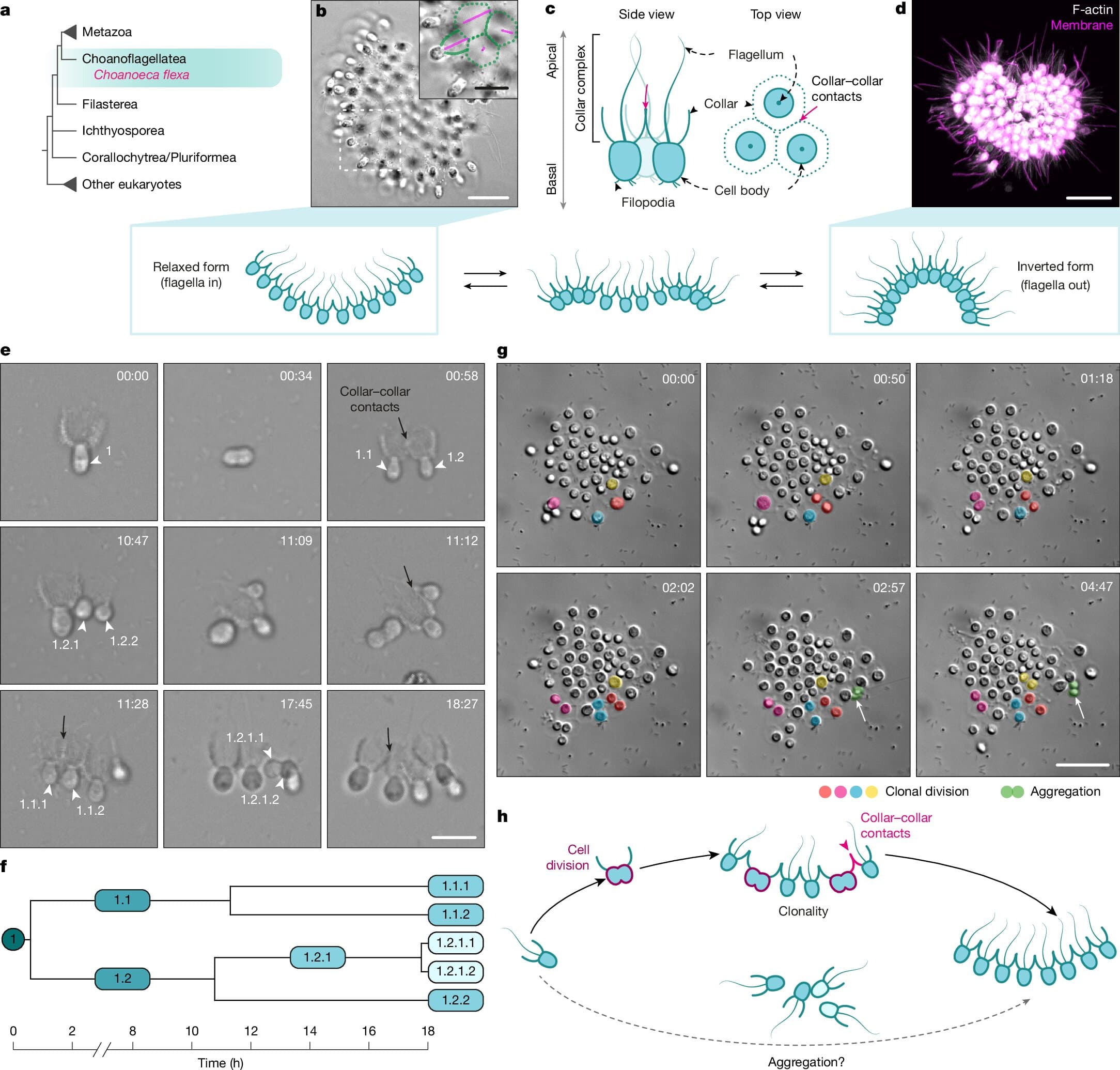 Single-celled organism becomes multicellular via three different pathways - Phys.org