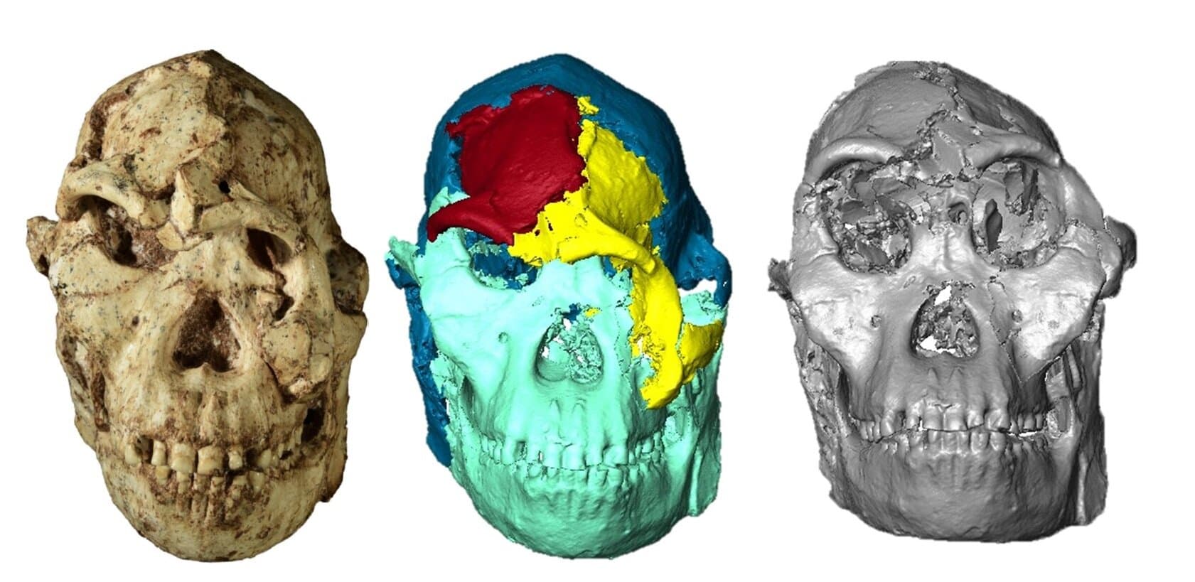 First 3D reconstruction of the face of 'Little Foot' completed - Phys.org