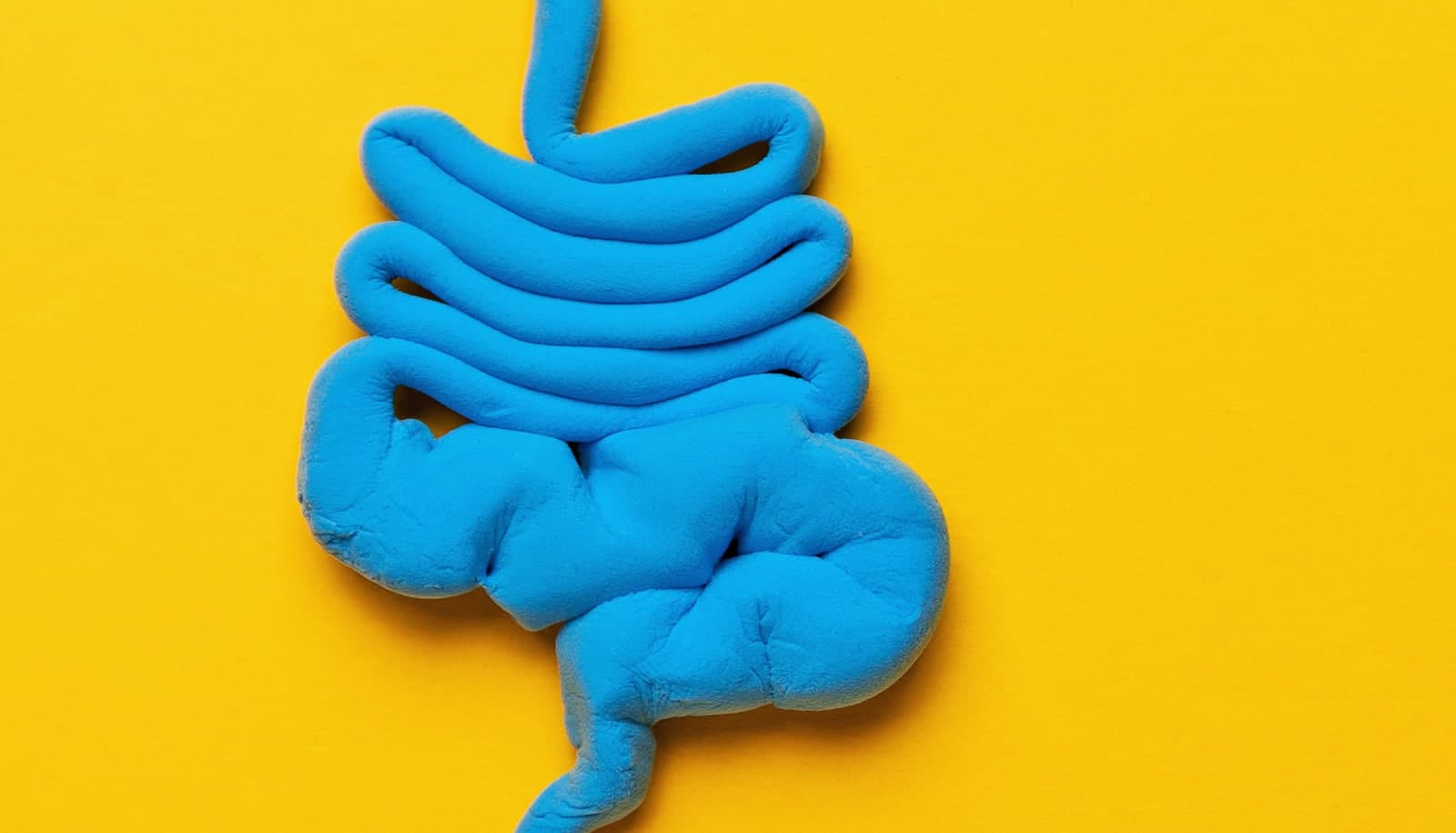 High-Fat Diets May Allow Gut Bacteria to Reach the Brain, New Study on Mice Reveals