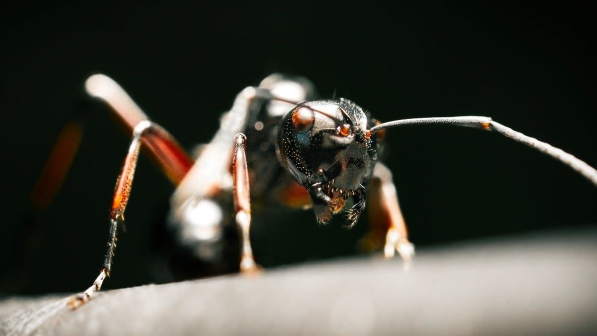 Air Pollution Is Wreaking Havoc on Ants, And The Effects Are Alarming