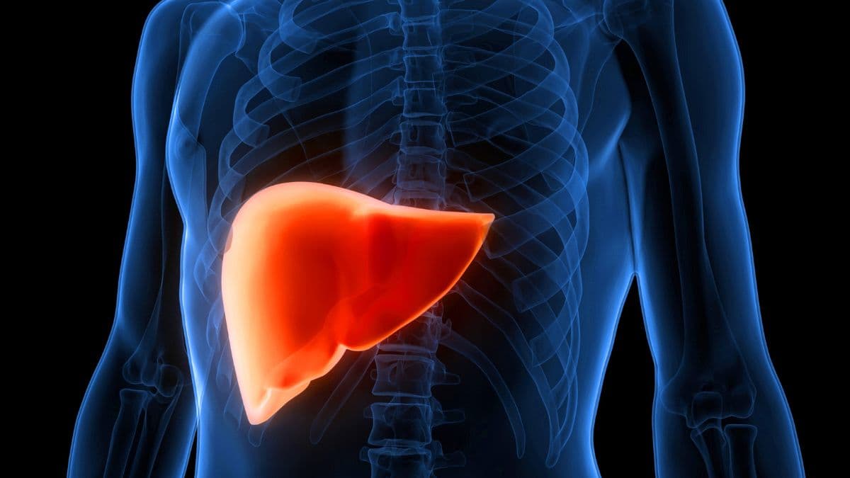 Groundbreaking Study: Cannabis Compounds CBD and CBG May Reverse Fatty Liver Disease in Mice, Offering Hope for Human Treatment