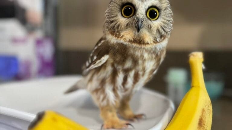 Rescued pocket-sized owl turning heads in Mass.