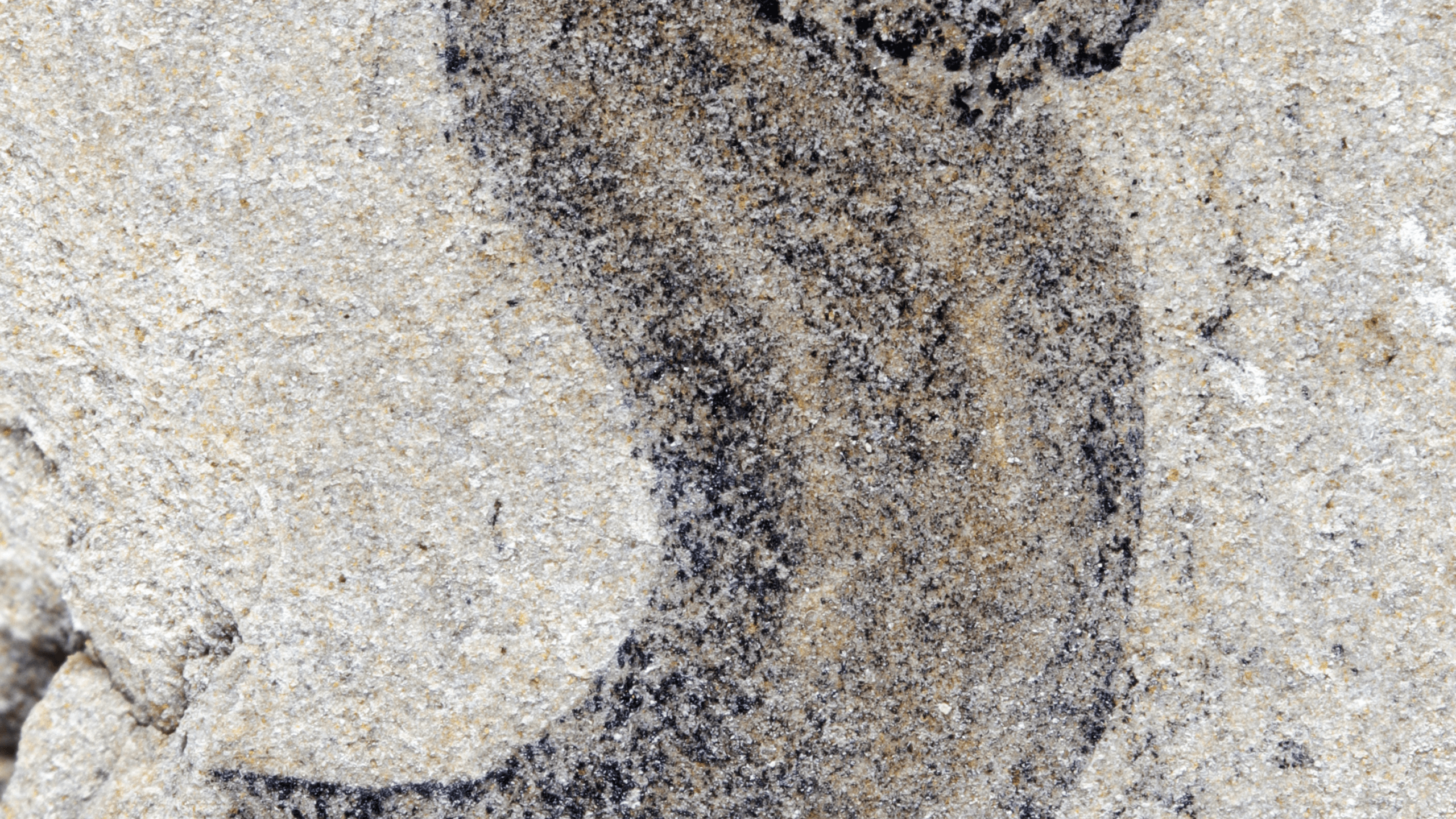 Ancient Fossil Deposits Reveal Complex Animal Life Preceding the Cambrian Explosion