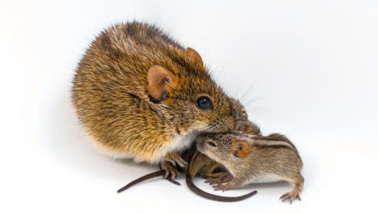 Scientists find genetic 'switch' in mice that turns caring dads into violent brutes