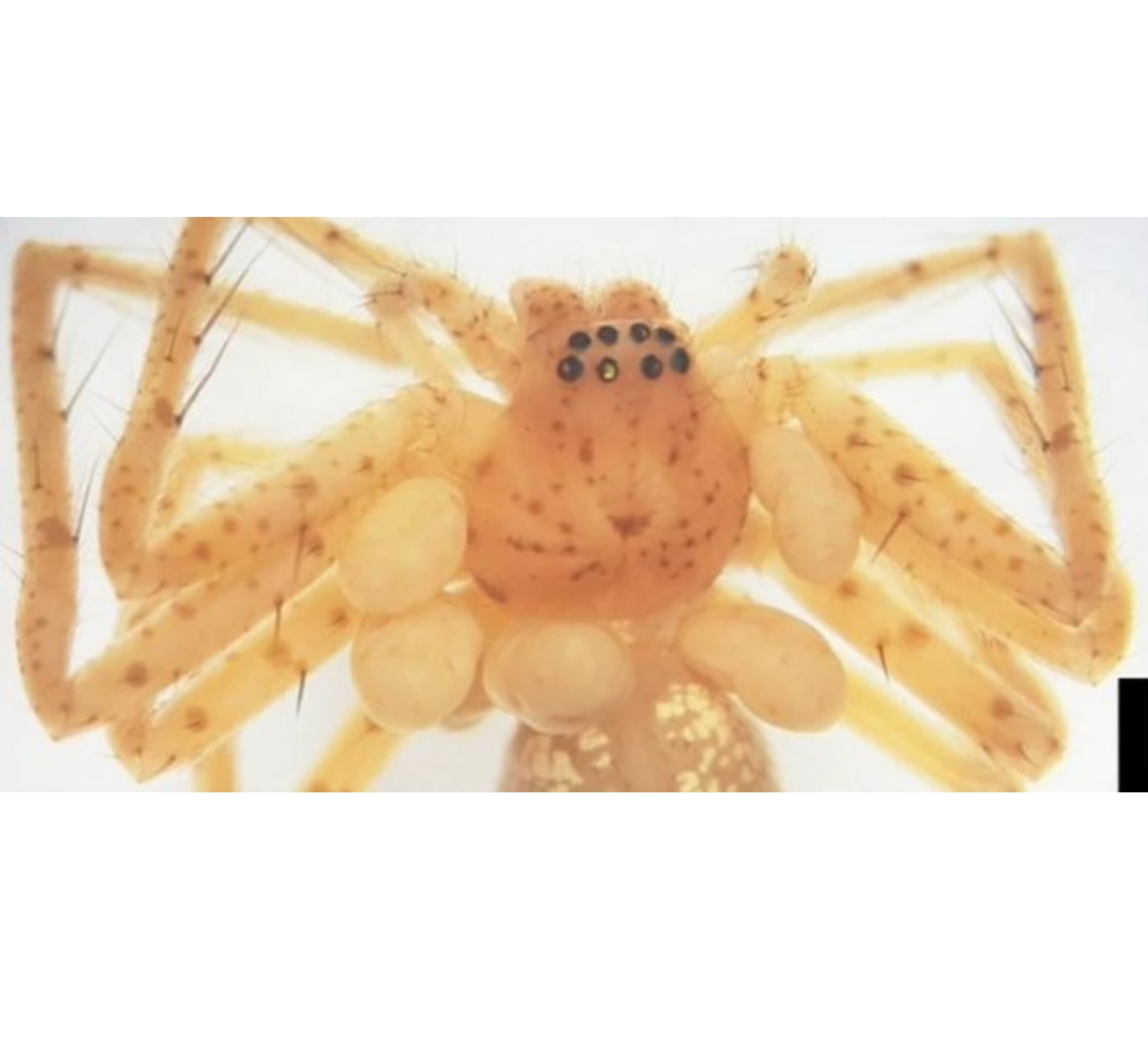 Scientists discover a spider with a 'pearl necklace' that turned out to be a new parasite - Earth.com