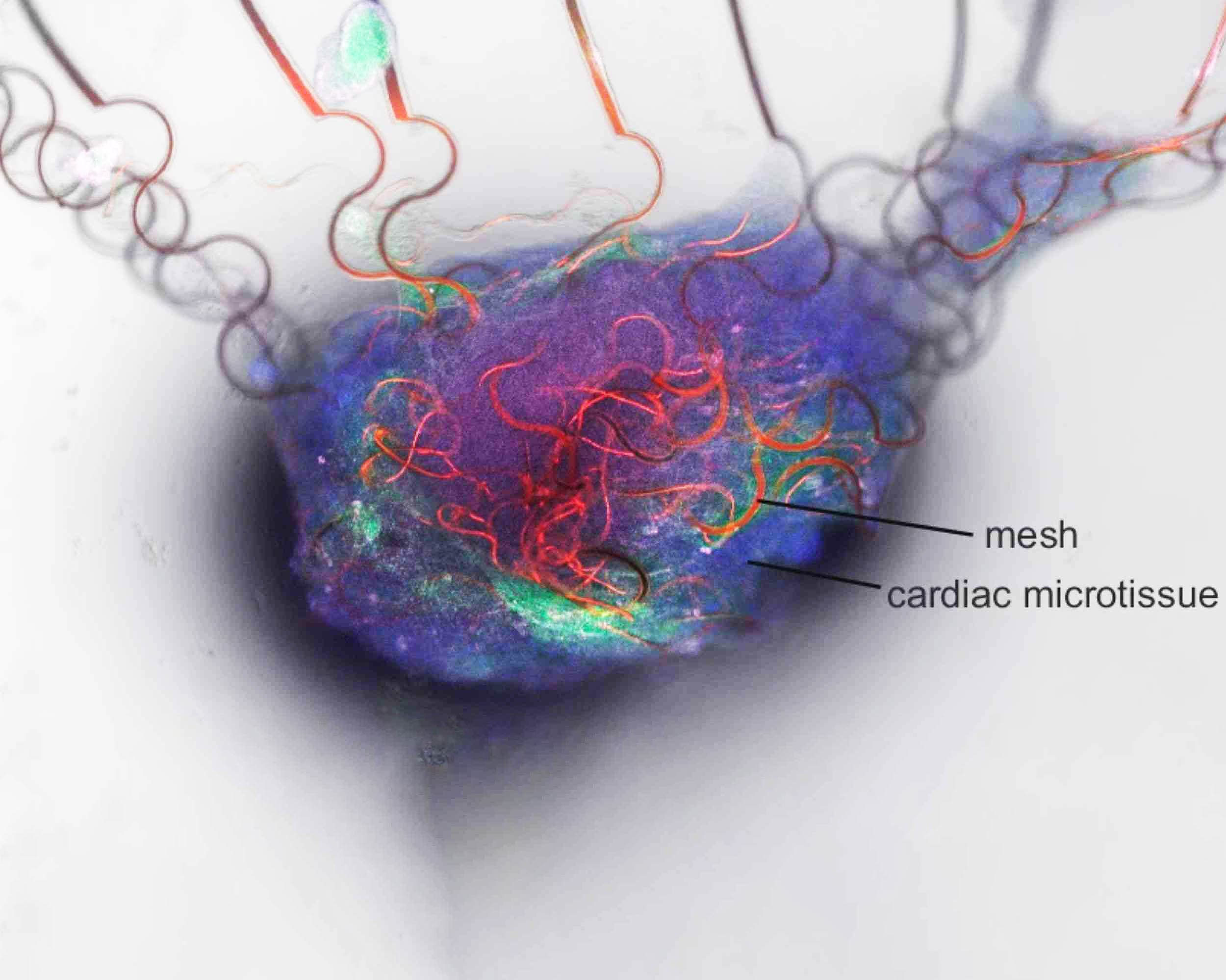 Breakthrough: Scientists Develop Artificial Neuron That Speaks Human Brain’s Electrical Language