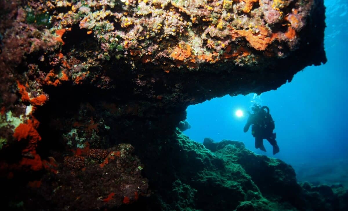 Divers Posted Photos of a Cute “Panda” Underwater, It Turned Out to Be a Brand-New Species