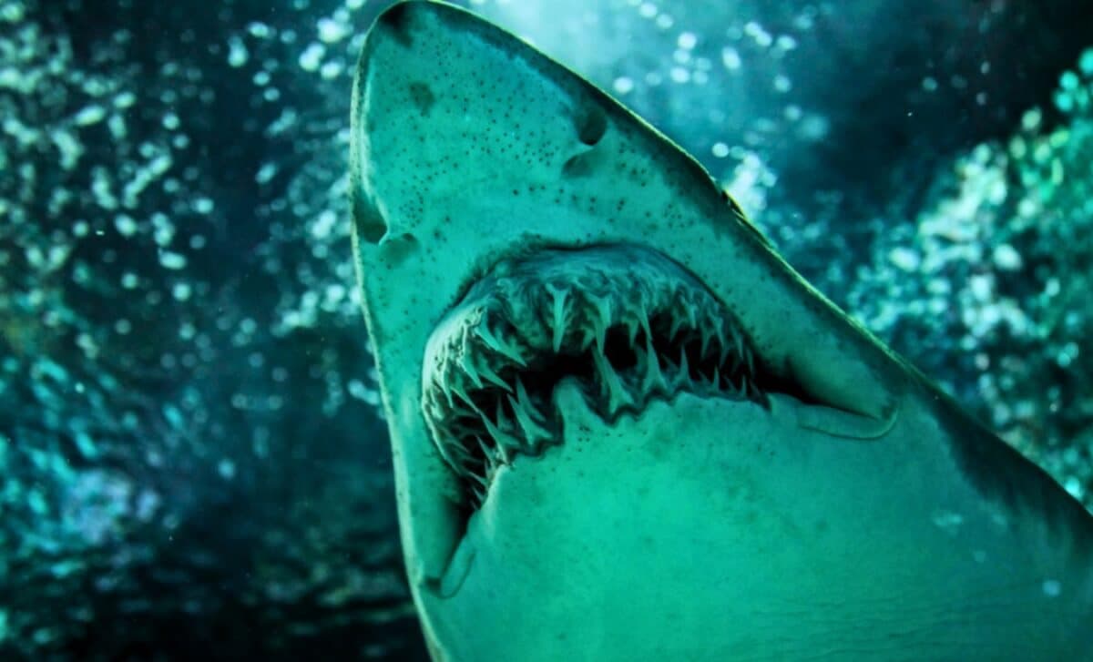 Groundbreaking 9-Million-Year-Old Shark Fossil from Peru Rewrites the Evolutionary History of Great Whites