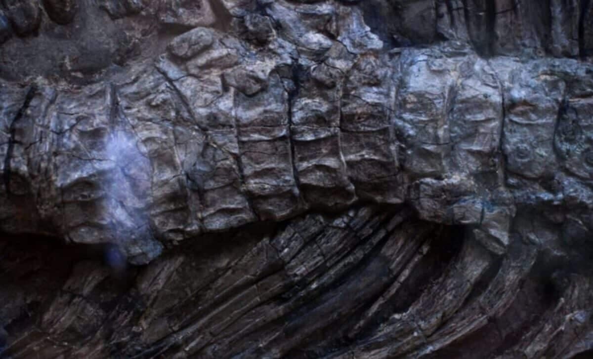 A Massive 92-Foot Dinosaur Buried for 147 Million Years Was Accidentally Unearthed Beneath a Construction Site