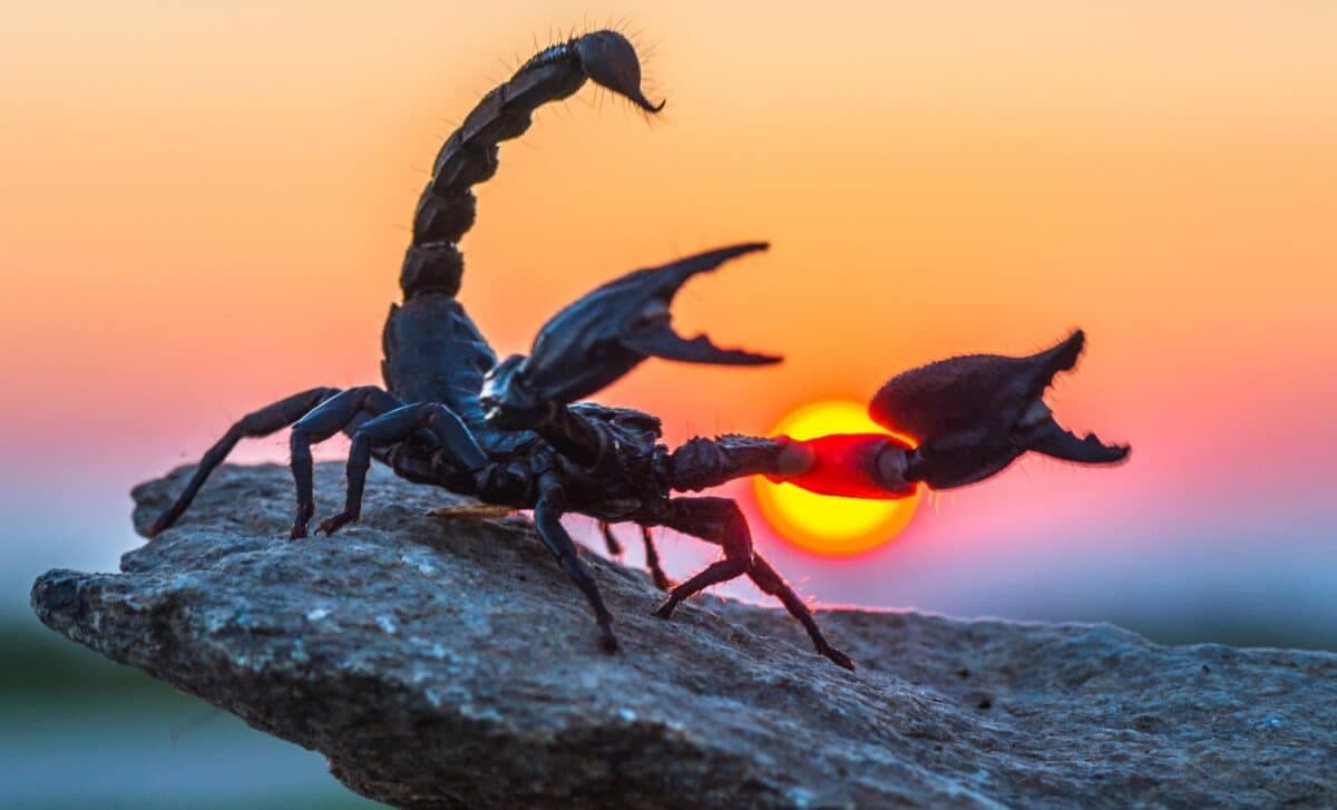 Paleontologists Discovered a Rare 4-Inch Scorpion Fossil Preserved in Rock in China