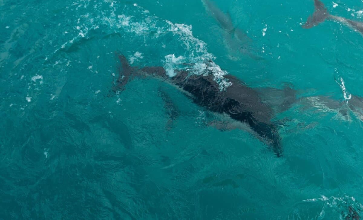 This 183-Million-Year-Old Smooth Skin Fossil Just Gave Us a Sneak Peek at What Sea Monsters Really Looked Like