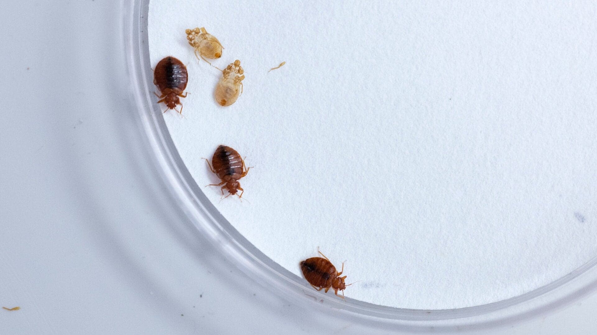 Scientists Have Discovered the Bed Bug’s Greatest Fear - Gizmodo