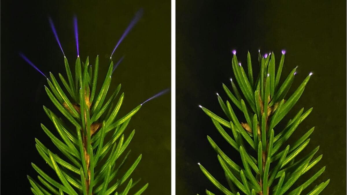 Trees Fire Off Ultraviolet Sparkles During Thunderstorms, Scientists Confirm - Gizmodo