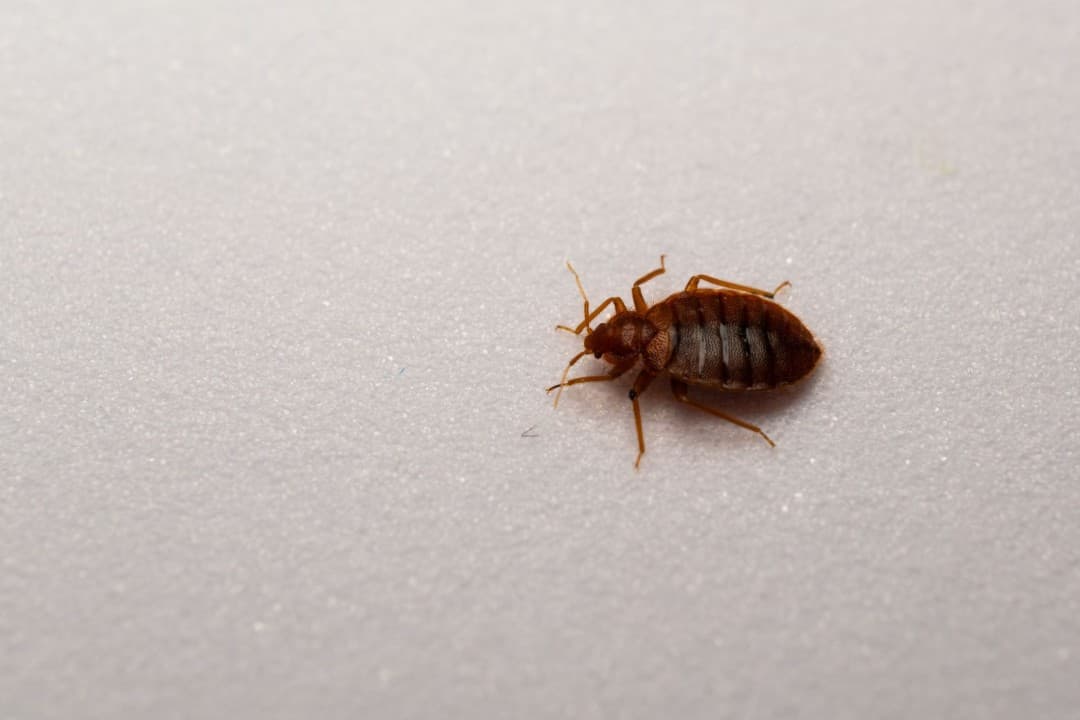 Scientists Discover What Terrifies Bedbugs