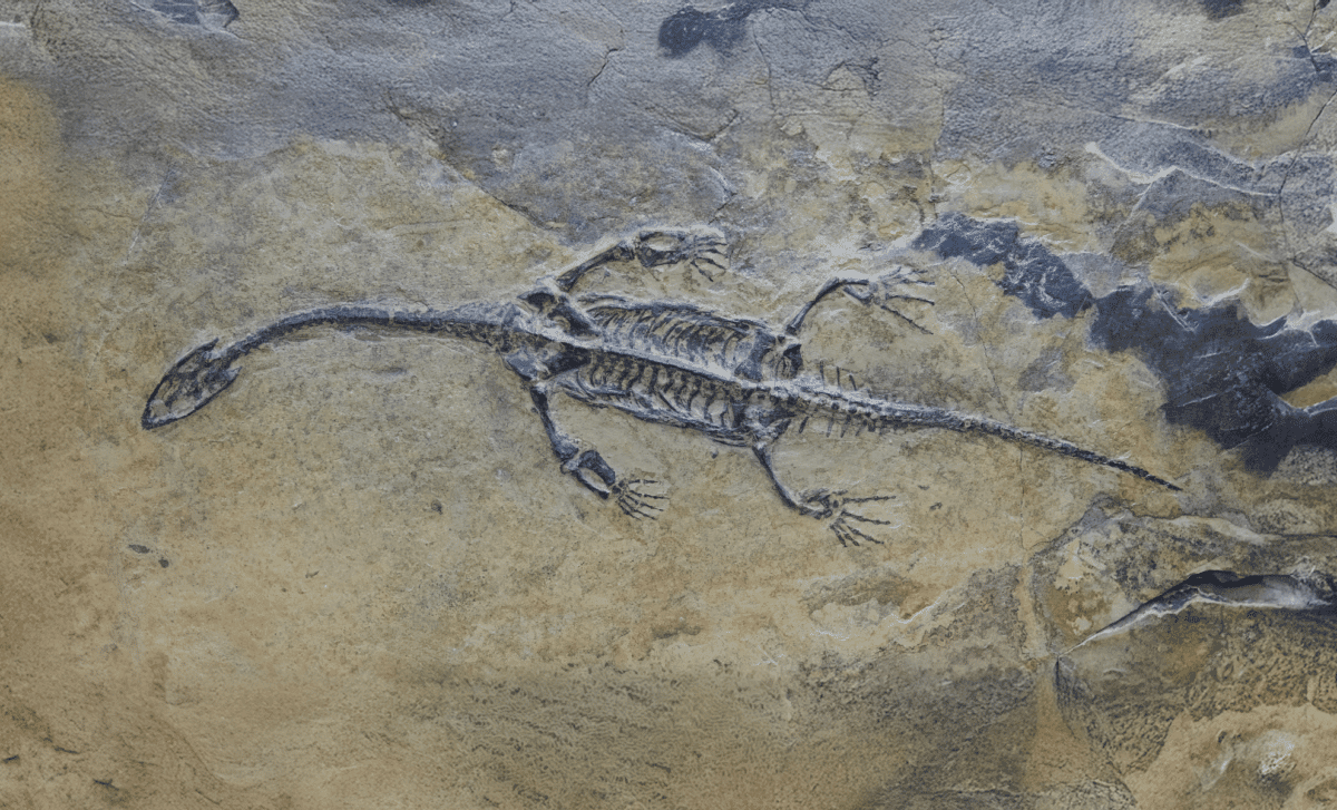 First-Ever Plesiosaur Fossil Found in Algeria, A Major Piece to the Cretaceous Puzzle