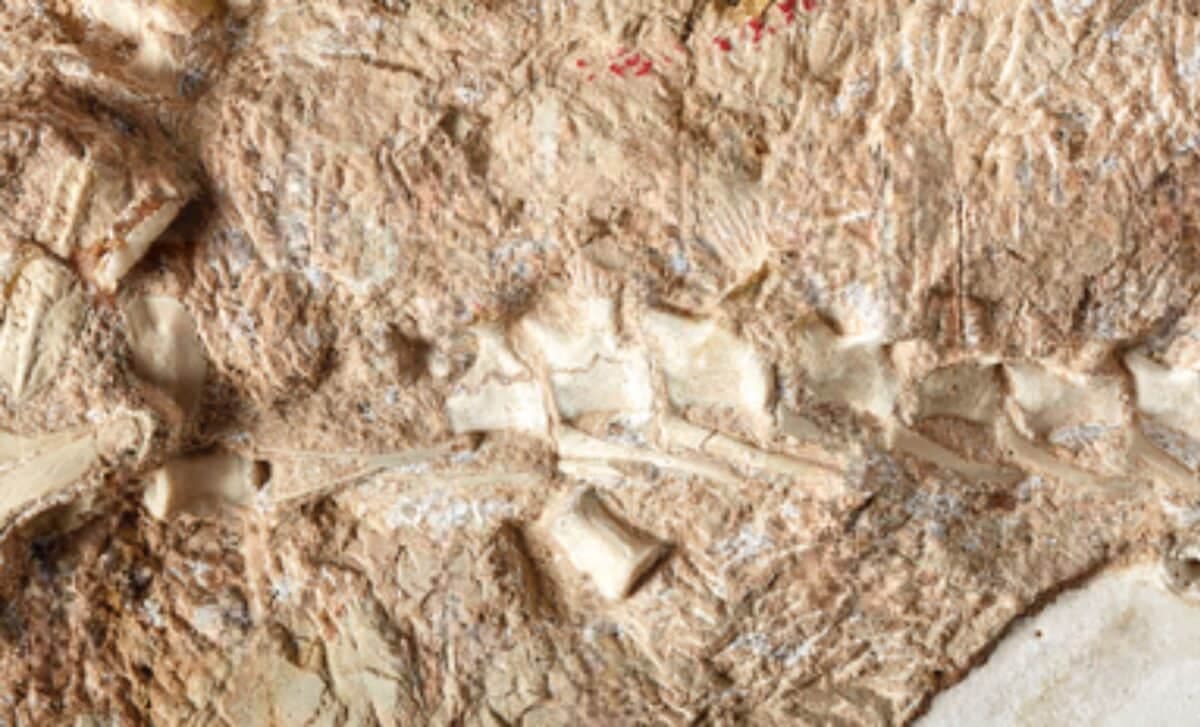 Ancient Crocodile Species Discovered in England Rewrites Evolutionary History