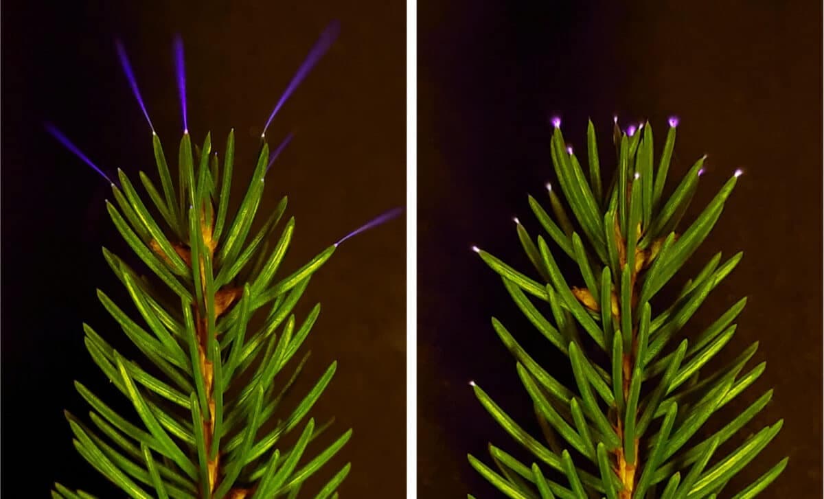 A Team Strapped a UV Camera to a Minivan and Caught Trees Glowing Like Fireflies During Thunderstorms for the Very First Time