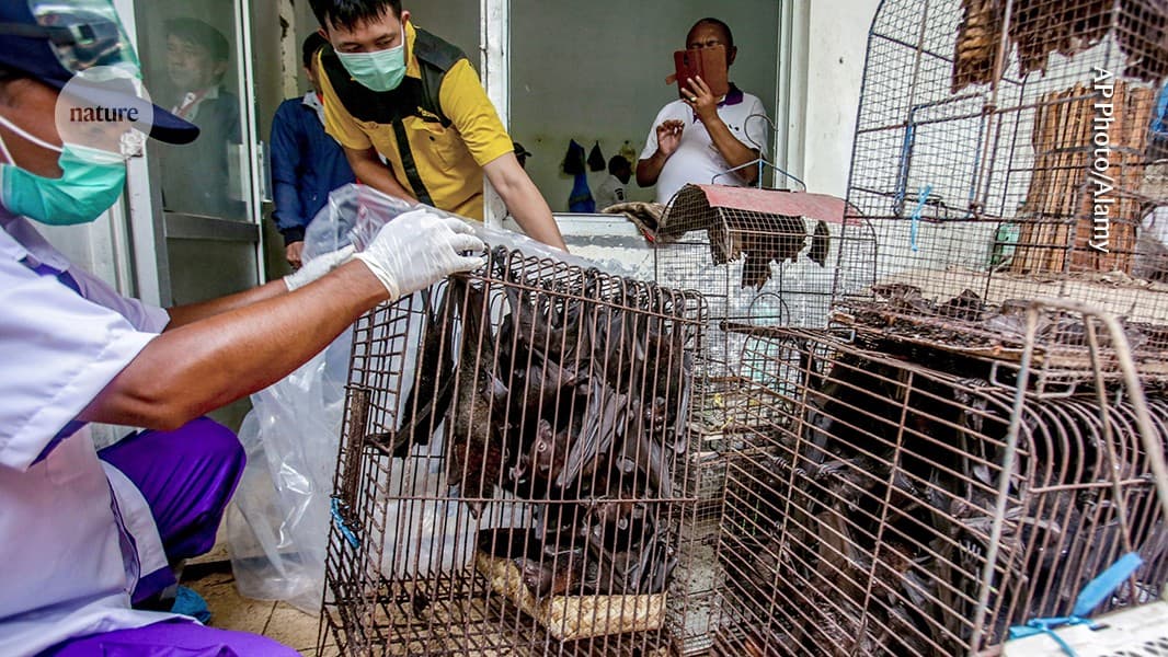 COVID’s origins: what we do and don’t know - Nature