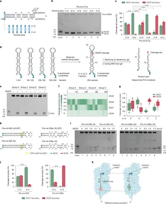 DICER cleavage fidelity is governed by 5′-end binding pockets