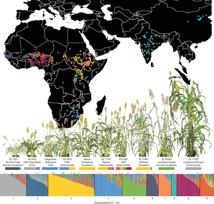 A sorghum pangenome reference improves global crop trait discovery