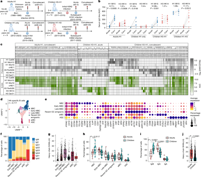 B cell imprinting in children impairs antibodies to the haemagglutinin stalk - Nature