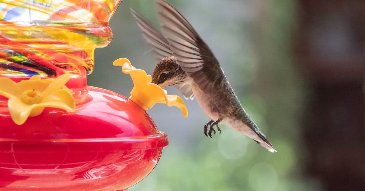 It’s Peak Season for Birdwatchers to Spot Migratory Hummingbirds, and Our Favorite Feeder Is on Sale