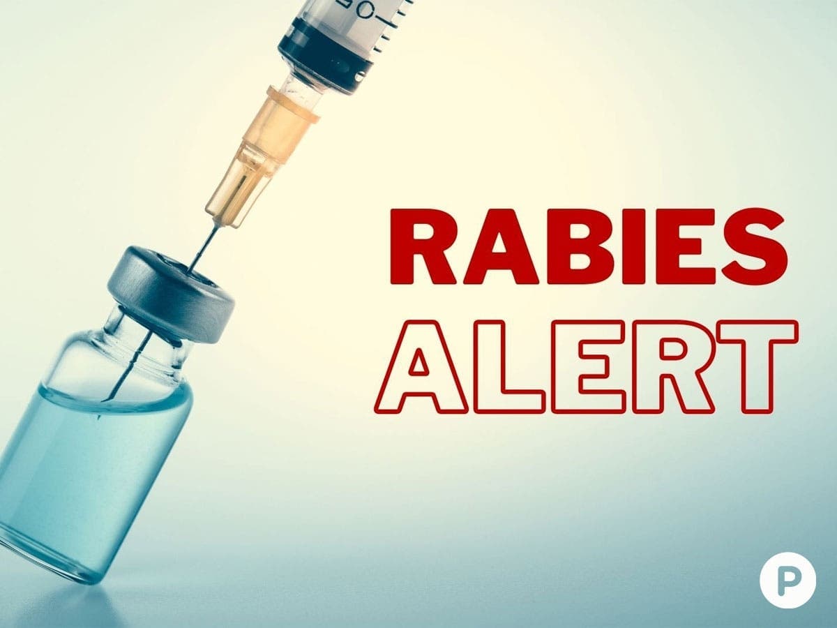 Rabid Raccoon In Granby, Police Issue Alert