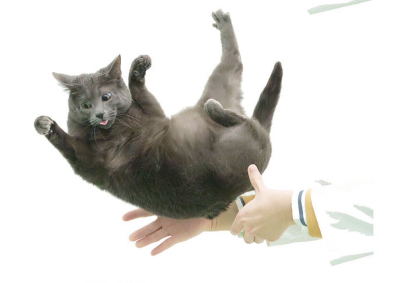 Japanese scientists discover how falling cats almost always make perfect landings - Phys.org