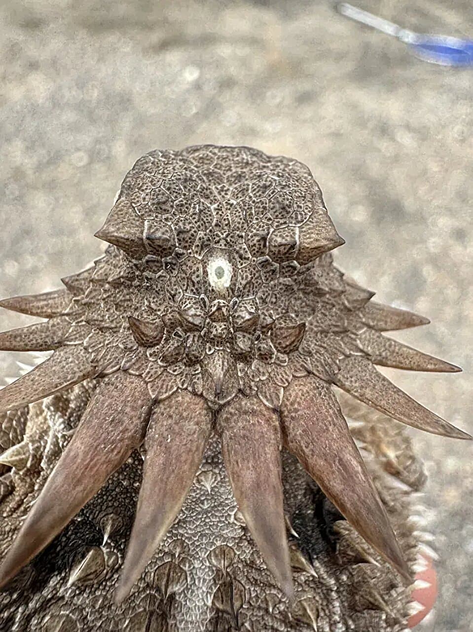 How a one‑eyed creature gave rise to our modern eyes - Phys.org