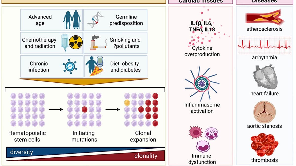 CHIP: The Silent Driver of Heart Disease, Cancer, and Inflammation - Why Experts Demand Routine Testing